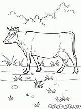 Vaca Vache Mucca Domestici Wiese Animaux Domestiques Krowa Dibujo Paseo Cow Prado Kuh Kolorowanka Colorkid Kolorowanki Malvorlagen Spaziergang Haustiere Passeggiata sketch template