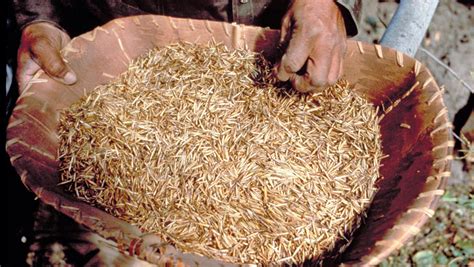 finding wild rice    start  harvest process