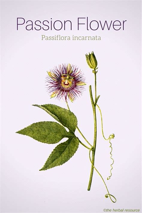 Passion Flower Health Benefits And Side Effects Passion Flower