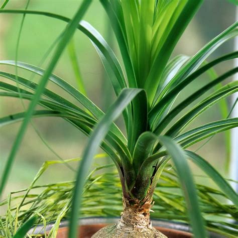 propagate ponytail palm plants