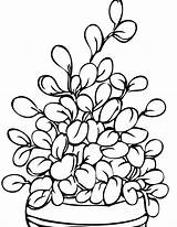 Coloring Plant Plants Pages Jade Herbs Flowers Printable Drawing Trees Kids Potted Handipoints Ocean Plantas Para Colorir House Parts Color sketch template