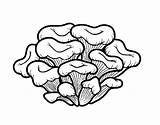 Maitake Mushroom Coloring Coloringcrew sketch template