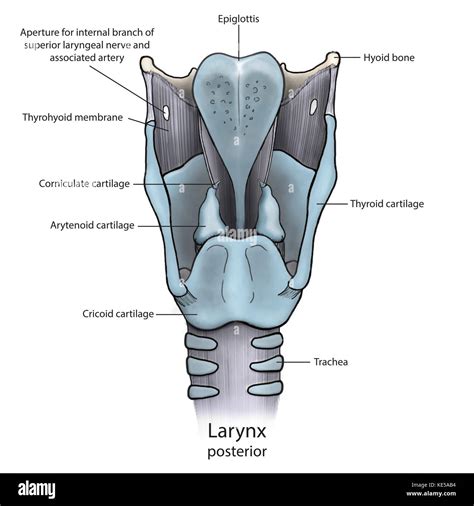 anatomy  larynx
