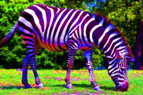 zebra multi color   colors   popular  steve flickr