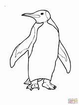 Penguin Coloring Pages Penguins King Drawing Adelie Outline Emperor Simple Cute Color Colouring Pittsburgh Printable Template Print Little Blue Realistic sketch template