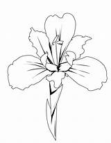 Iris Dessin Orquidea Fleur Lirio Imprimir Coloriage Hellokids Araguaney Lirios Orquideas Coloriages Dibujar Irisi Colorat Planse Imágenes Dessiner Pintarcolorear Colorier sketch template