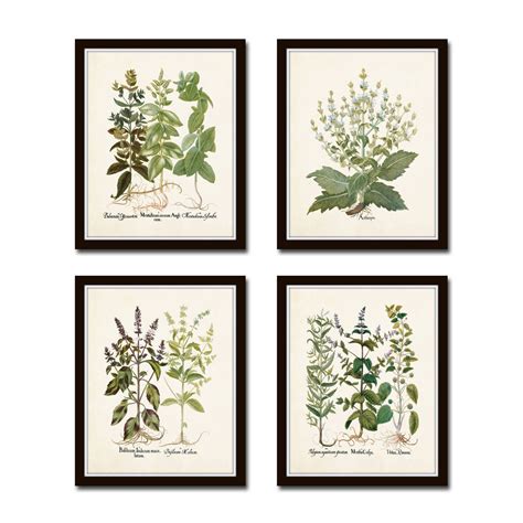antique herbs print set   herb prints botanical prints etsy
