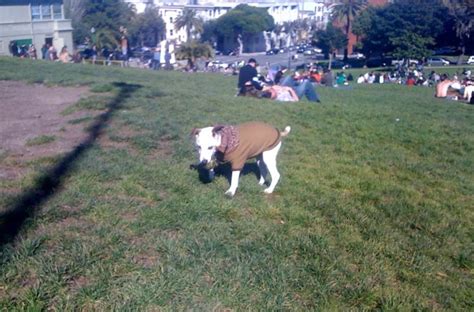 Hipster Sighting On The Playground Side Of Dolores Park Uptown Almanac