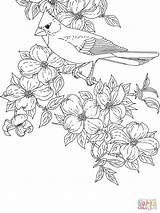 Coloring Cardinal Pages Dogwood Bird Flower Printable State Virginia Flowering Cardinals Bluebonnet Baseball Tennessee Color Drawing Orioles Carolina Mockingbird North sketch template