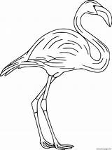 Flamingo Lesser sketch template