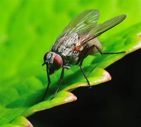 gambar serangga  high resolution foto panjang