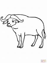 Buffalo Animal Drawing Template African Carabao Kids Coloring Simple Wild Pages Templates Draw Drawings Getdrawings Cape Paintingvalley sketch template
