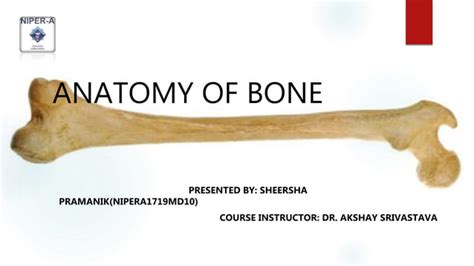anatomy  bones