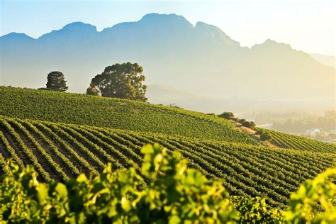 stellenbosch travel review wineries hotels restaurants walking