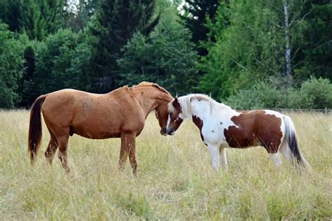 wat  het verschil tussen een pony en een paard beste ruiter
