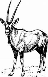 Oryx Gemsbok Antelope Arabian Gazelle Scimitar Openclipart Waterbuck Onlinelabels Pngegg Clipground Mammal Favpng sketch template