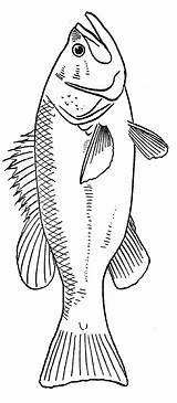 Fisch Fische Zeichnen Vorlage Vorlagen Ausmalen Malvorlagen Realistic Poisson Peces Carretilla Mascaras Pez Patternsge Beschriftung Skelett Alphabet Nachmalen Druckvorlage Perch sketch template