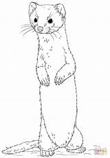 Weasel Coloring Ferret Pages Drawing Long Tailed Standing Clipart Cute Printable Drawings Wiesel Weasels Sketches Animal Ermine Click Designlooter Animals sketch template