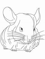 Chinchilla Coloring Pages Small Color Print Getcolorings sketch template