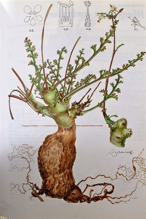 florez nursery pelargonium carnosum