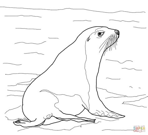 sea lion swimming coloring coloring pages