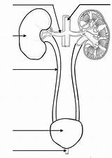 Urinary Kidney Renal Ureter Bladder sketch template