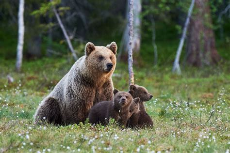 Two Grizzly Cubs Killed By Train Just Hours After Mother Bear Was