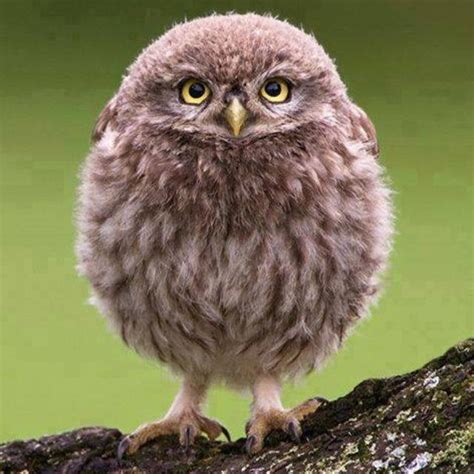 cute owl  rpics rphotoshopbattles
