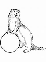 Otter Coloring Pages Printable sketch template