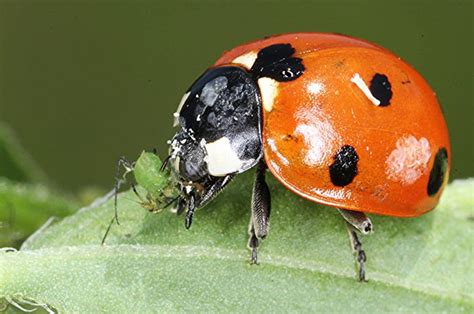 ladybug eating aphid farminence