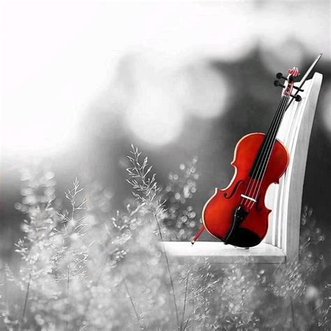pin de marcie em red fotografia de violino imagens