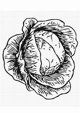 Kool Choux Cabbage Cavolo Afb Scholen Kleuren Onderwijs Terwijl Ausmalbild Educima Malvorlage Kohl Schulbilder Educol Edupics sketch template