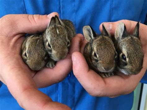 north texas wild dallas rehabber  wild rabbit rescues multiply