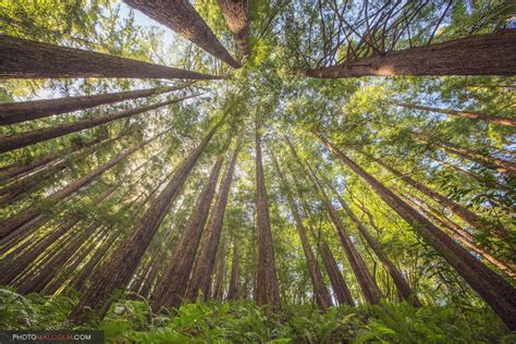 california redwoods malcolm macgregor photography