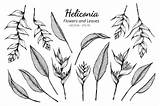 Heliconia Leaves Vecteezy Flowers Vector Collection sketch template