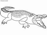 Crocodile Coloring Alligator Kids Salt Colouring Pages Water Rainforest Daintree Ws sketch template