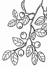 Blueberries Coloring Pages Coloringway sketch template
