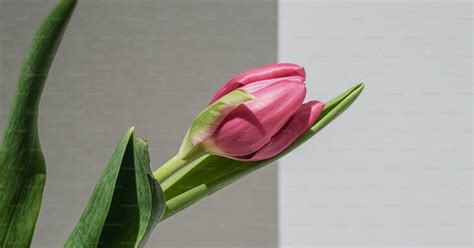 foto una flor rosada esta en  jarron transparente floral imagen en
