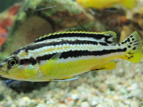 Auratus Female