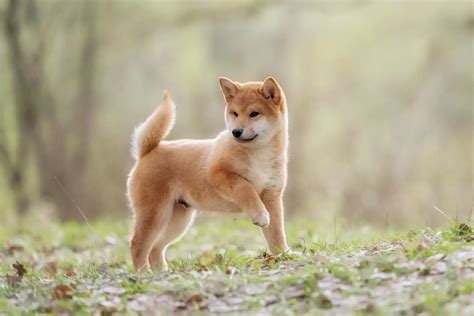 shiba inu cost complete buyers guide perfect dog breeds