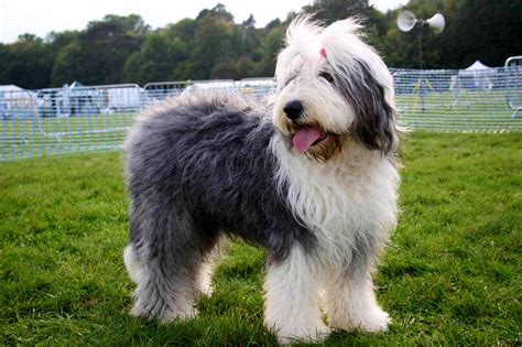 english sheepdog  lively intelligent breed   gentle nature