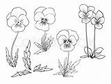 Violet Flower Drawing Line Flowers Tattoo Drawings Coloring Illustration Outline Vector Tattoos Birth Printable Google Pansy Arm Pages источник Dk sketch template
