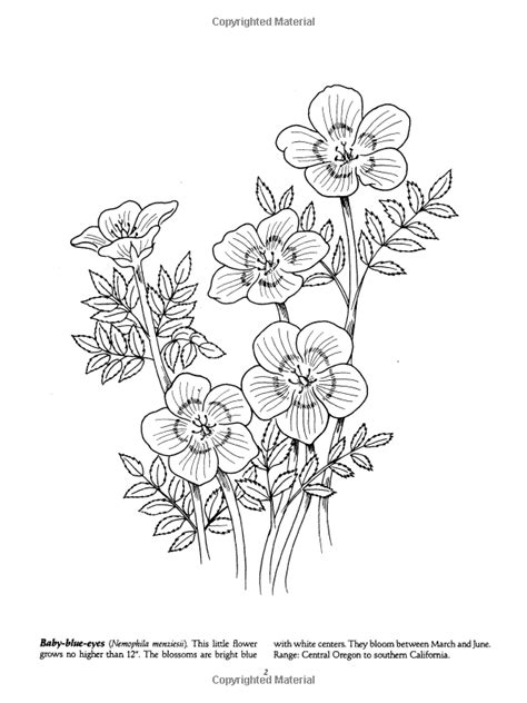 printable wildflower coloring pages lyricilgriffin