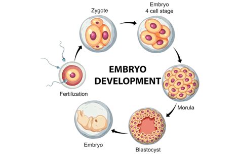 astounding facts  embryonic development factsnet