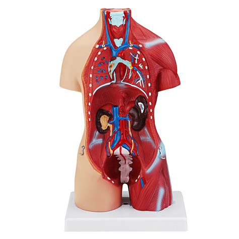 Science And Nature 55cm Human Anatomy Unisex Torso Assembly Visceral