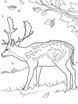 Deer Fallow Coloring Pages Printable Color Kids sketch template
