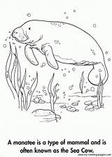 Manatee Coloring Pages Manati Sea Para Manatees Color Colorear Animal Book Sheets Cow Adult Colouring Books Alzheimers Dibujos Sketchite Kids sketch template