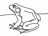 Bullfrog Coloring Frog Raspberry Getcolorings Pi Pro Drawing sketch template