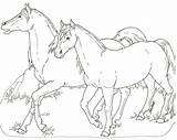 Poulain Coloriage Cheval Cavallo Dessin Imprimer Cavalli Colorier Corsa Fantino Cavallino Arabo Puledro sketch template