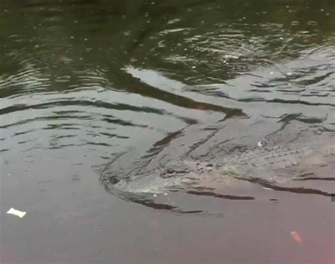 utah wildlife officials investigate report of gator in
